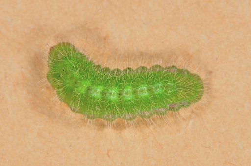 Larva di Cacyreus marshalli ?